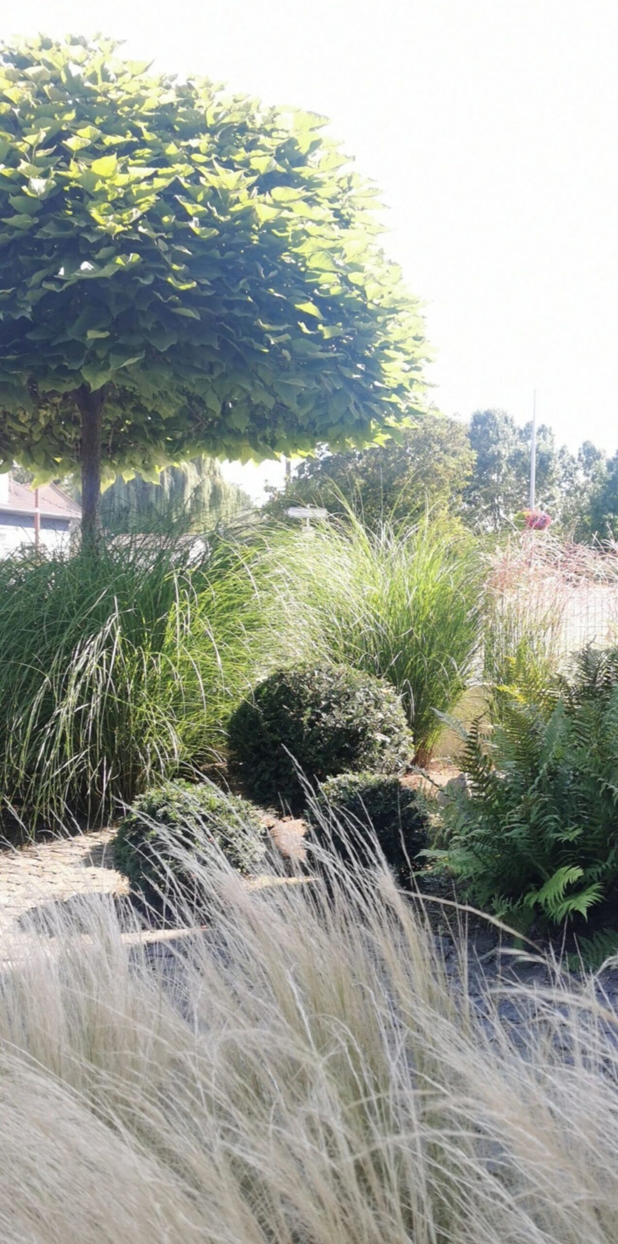 ARBRE ET PLANTATION SCALED | Le temps d'un jardin Entreprise professionnelle d’entretien des espaces verts aux alentours de Saint-Louis et Colmar Colmar 0